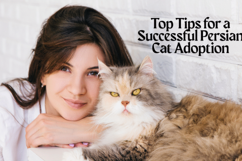 Top Tips for a Successful Persian Cat Adoption Journey
