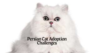 Persian cat adoption challenges