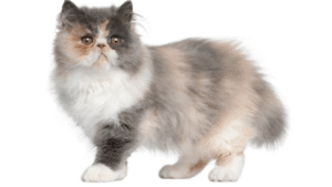 Persian cat adoption tips