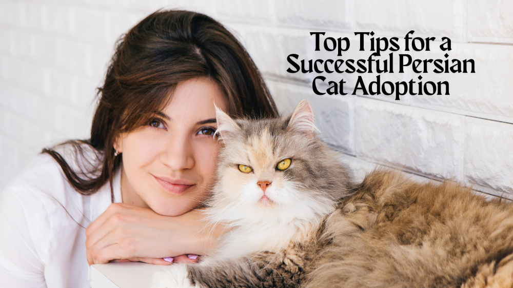 Persian cat adoption