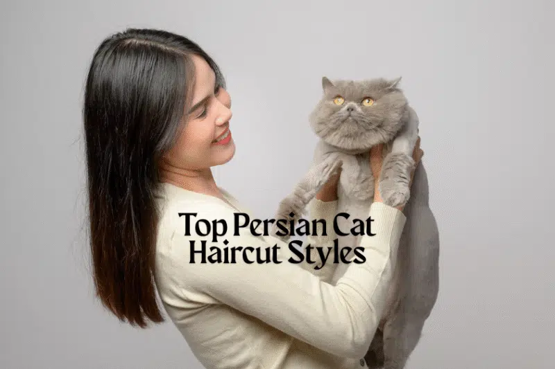 Top Persian Cat Haircut Styles for a Sleek, Stylish Look