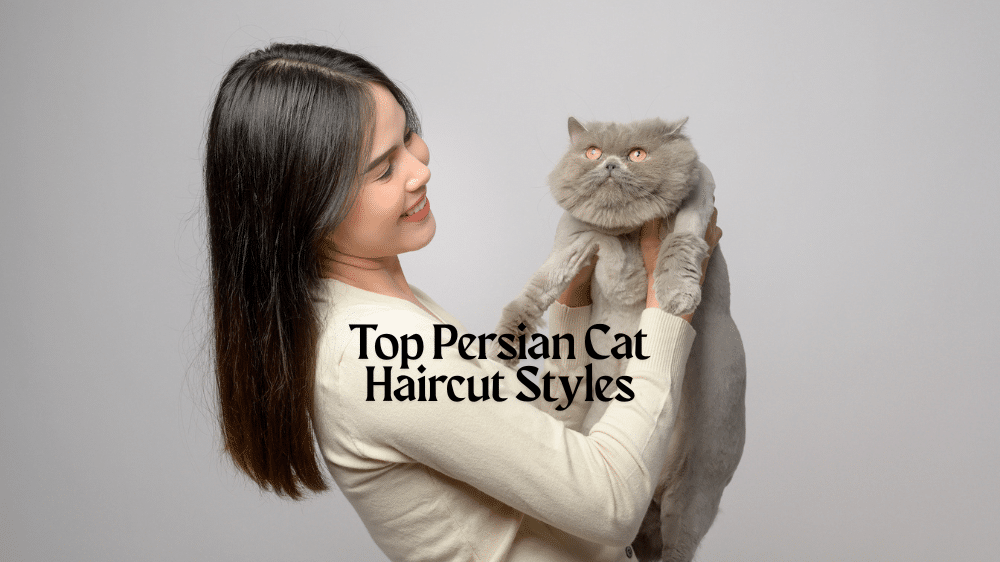 Persian cat haircut