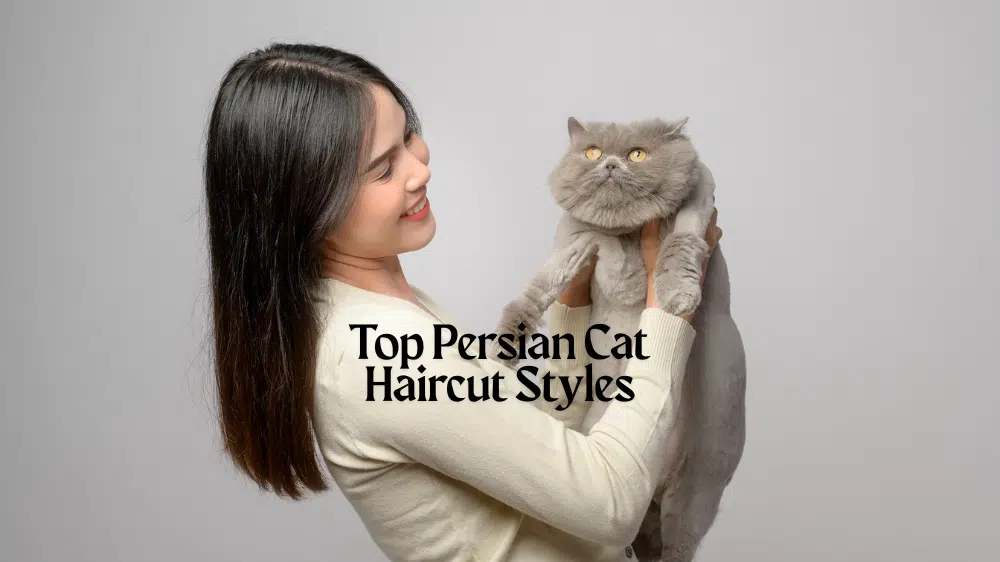 Persian cat haircut