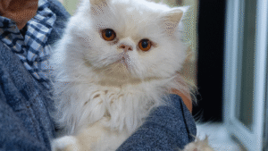 Persian cat maintenance