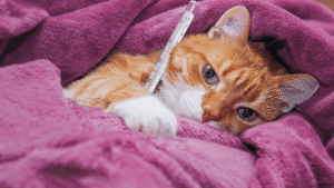 Pet Health Recovery
