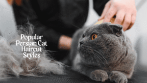 Popular Persian Cat Haircut Styles