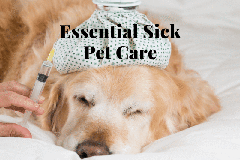 Essential Sick Pet Care: What Every Pet Parent Should Know