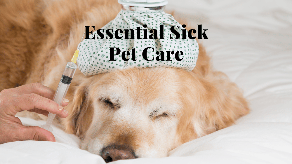 Sick Pet Care