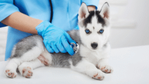 Sick Pet Symptoms