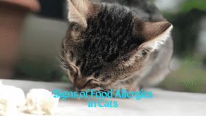 Signs of Food Allergies in Cats