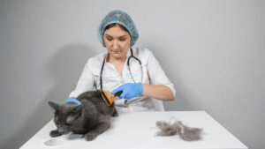 Veterinary Care for Your Cat’s Hair Fall