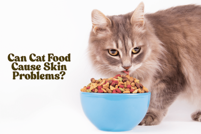 Can Cat Food Cause Skin Problems? Common Causes Explained