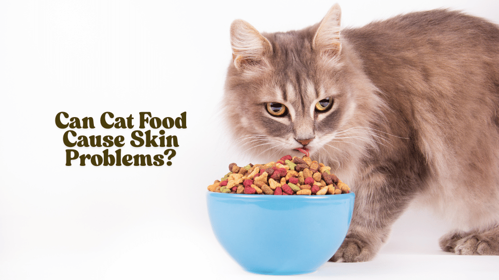 can cat food cause skin problems (2)