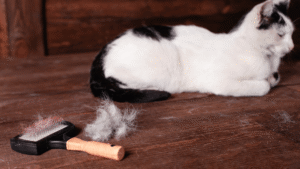 cat hair fall-2