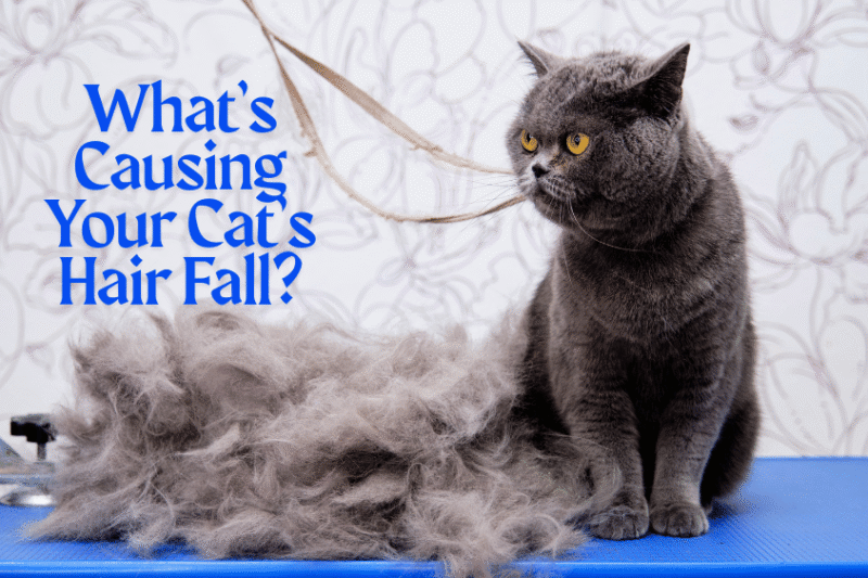 What’s Causing Your Cat Hair Fall? Find Out Now