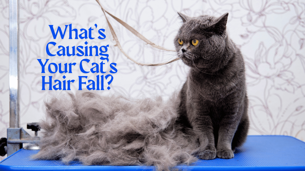 cat hair fall