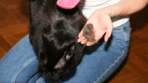 cat hair loss from fleas-1