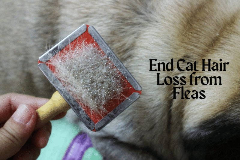 End Cat Hair Loss from Fleas with These Game-Changing Tips