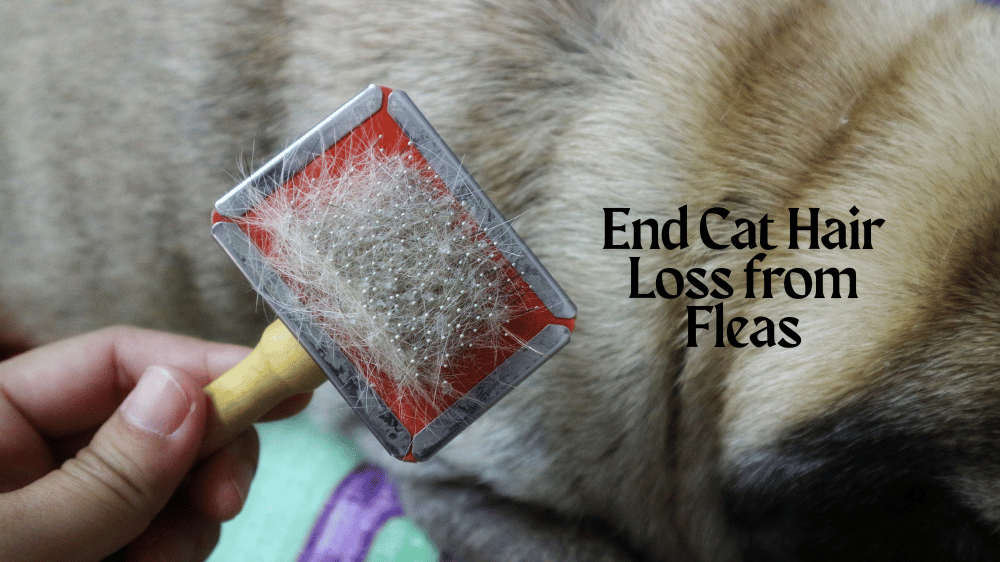cat hair loss from fleas