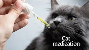 cat medication