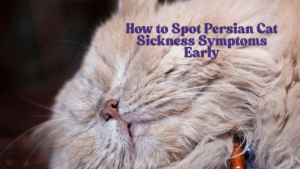 persian cat sickness symptoms