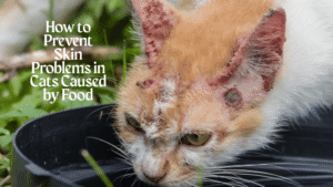 skin problems in cats
